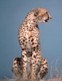 Gepard.jpg