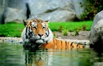 Tiger.jpg