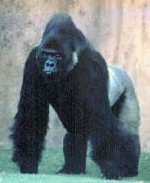 Gorilla.jpg