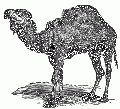 Dromedary.gif