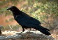 Corvus corax.jpg