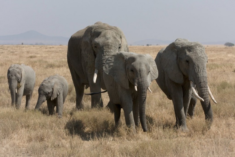 Datei:Elefant.jpg