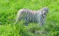 Weisser Tiger.jpg